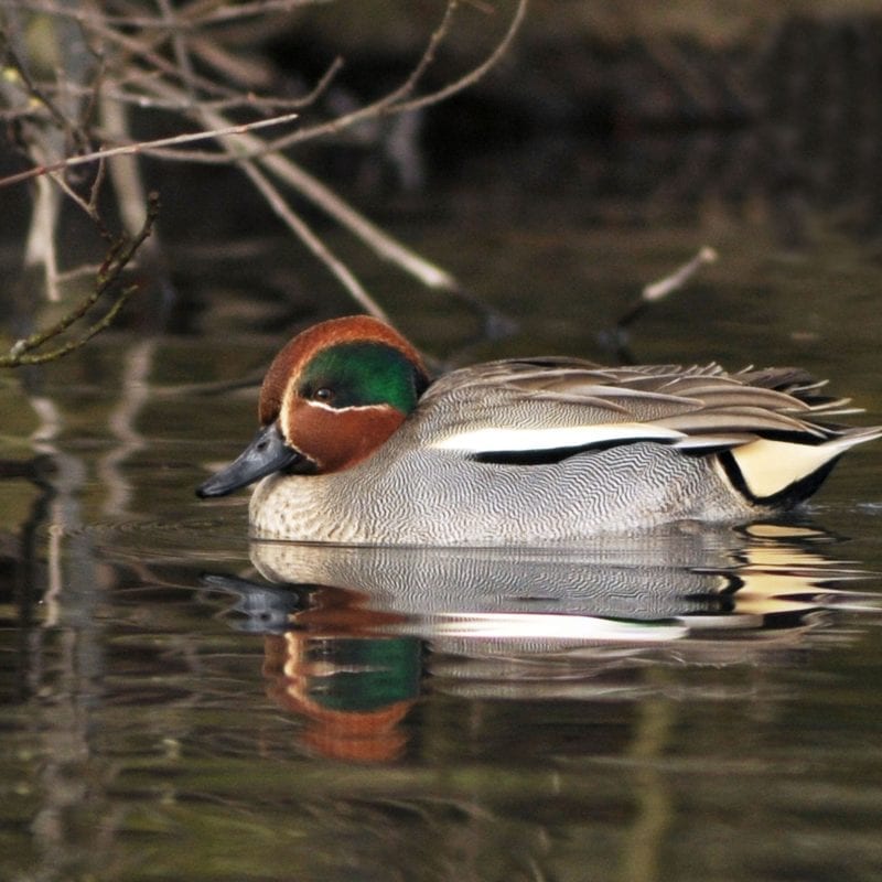 male-teal-swimming