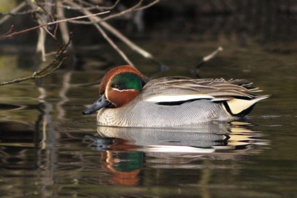 male-teal-swimming