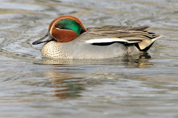 male-teal-swimming