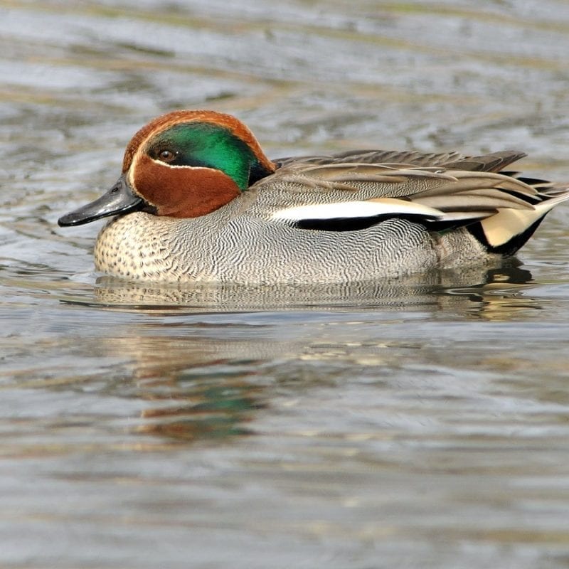 male-teal-swimming