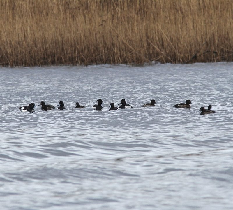 tufted-duck-with-ring-necked-duck-on-water