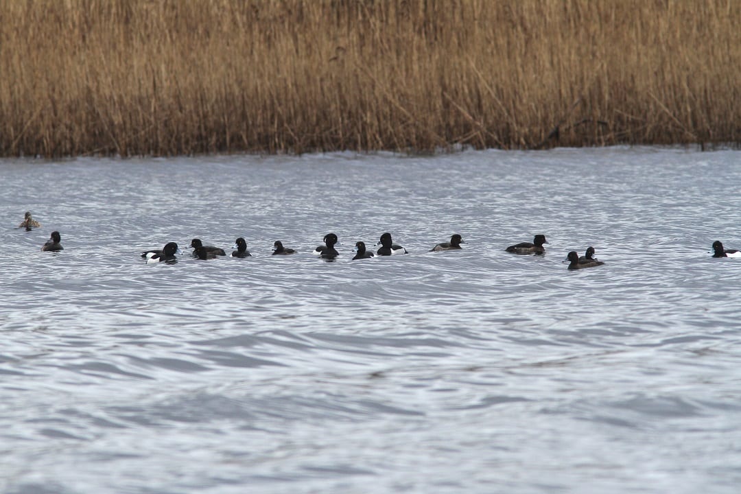 tufted-duck-with-ring-necked-duck-on-water