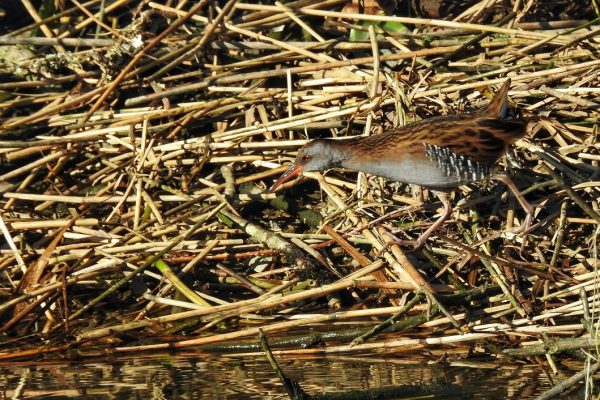 water-rail-walking-across-fallen-reeds-on-lake-shore