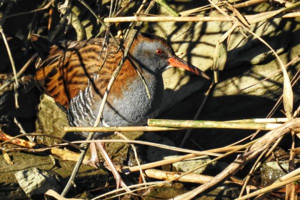 water-rail-moving-through-undergrowth