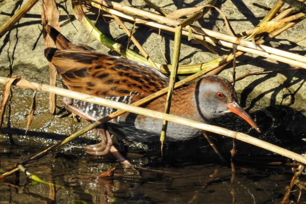 water-rail-wading-at-waters-edge