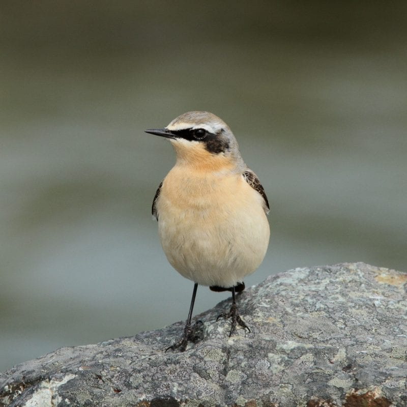 Wheatear-on-a-rock