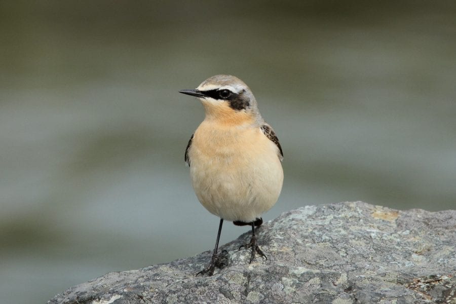 Wheatear-on-a-rock