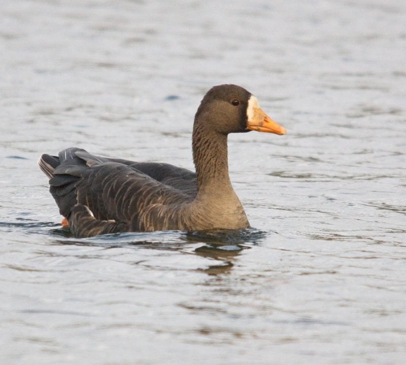 greenland-white-fronted-goose-swimming