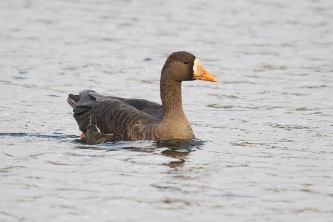 greenland-white-fronted-goose-swimming