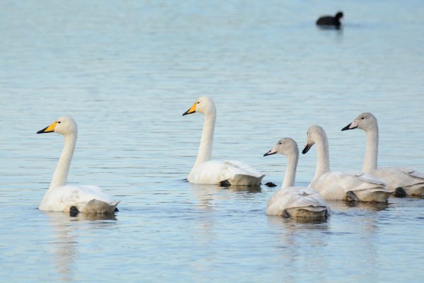 Whooper Swan - B Burke