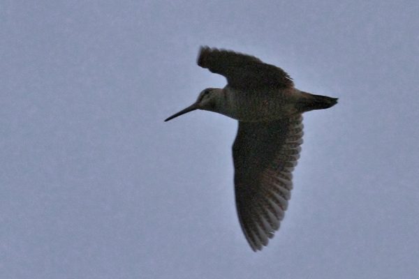 woodcock-roding-at-dusk