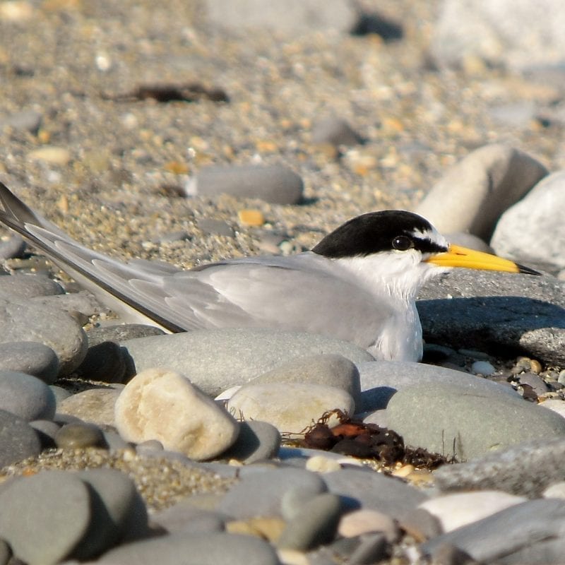 Adult-little-tern-incubating-a-clutch-of-eggs-on-shingle-beach