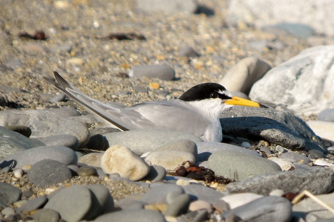 Adult-little-tern-incubating-a-clutch-of-eggs-on-shingle-beach