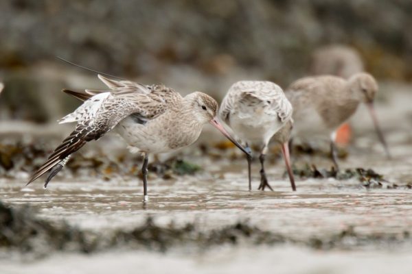 Bar-tailed-Godwit.