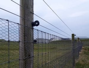 Predator-Proof-Fence-wader-site-Donegal