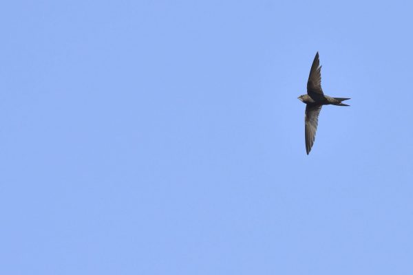 Swift-in-flight