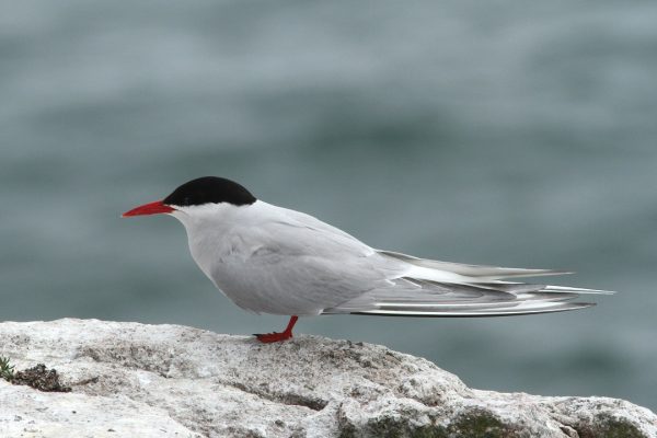 arctic-tern-standing-on-rock