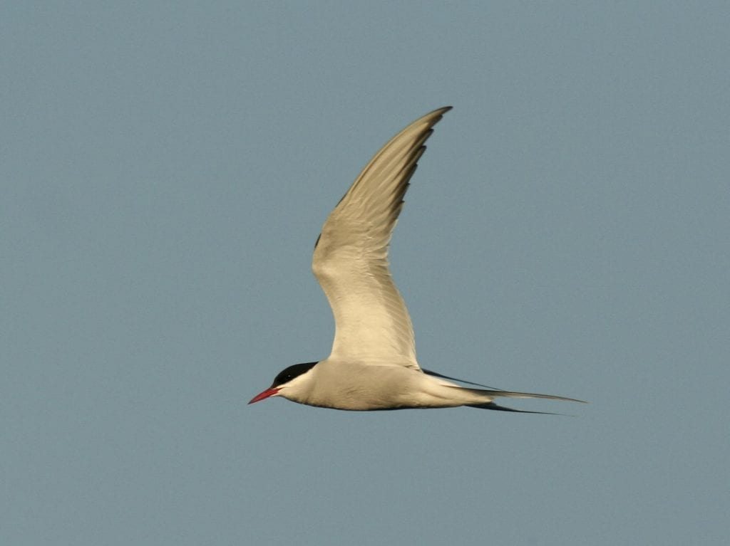 Arctic-tern-in-flight-side-profile