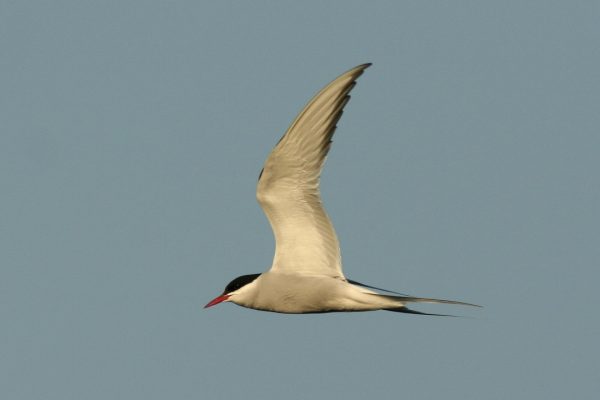 Arctic-tern-in-flight-side-profile