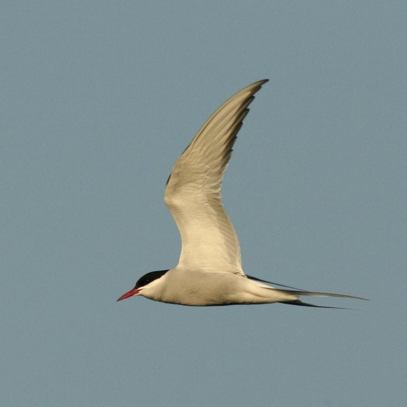 Arctic-tern-in-flight-side-profile