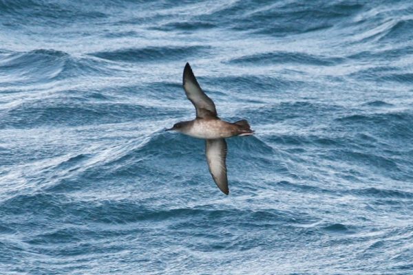 Balearic Shearwater_Celtic Sea_off Cork_RV Celtic Explorer_23rd October 2014