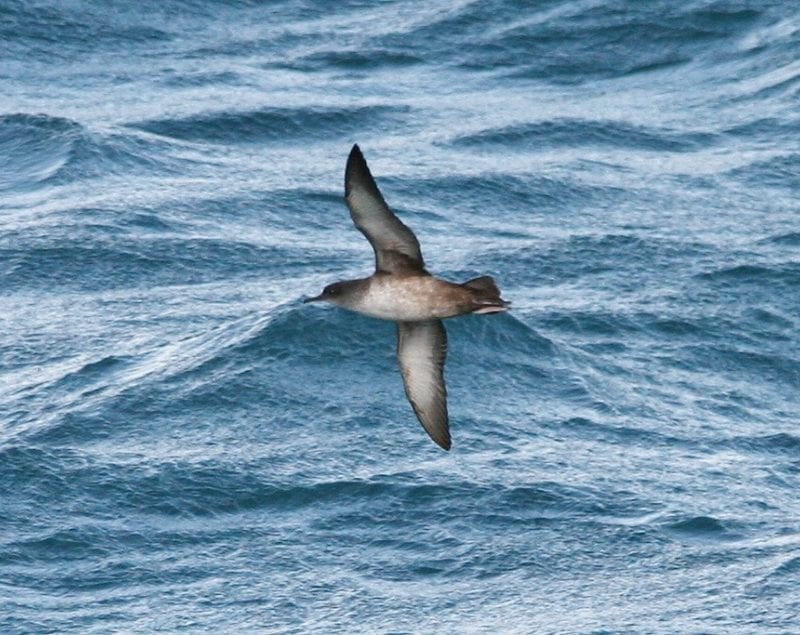 Balearic Shearwater_Celtic Sea_off Cork_RV Celtic Explorer_23rd October 2014