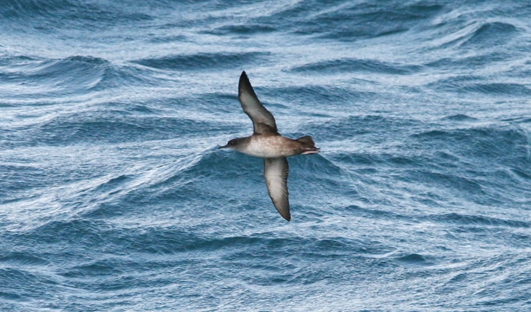 Balearic Shearwater_Celtic Sea_off Cork_RV Celtic Explorer_23rd October 2014