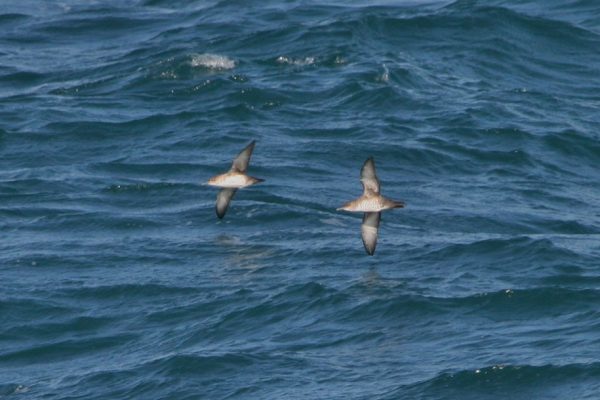 Balearic Shearwater_Celtic Sea_off Cork_RV Celtic Explorer_9th October 2014