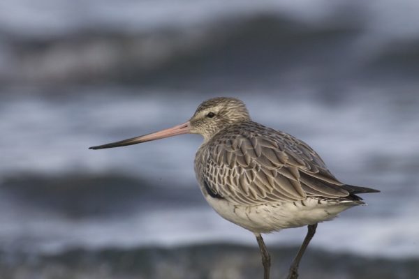 bar-tailed-godwit-walking-on-rock