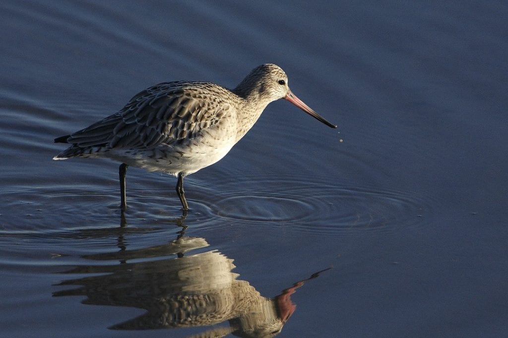 bar-tailed-godwit-wading-through-water