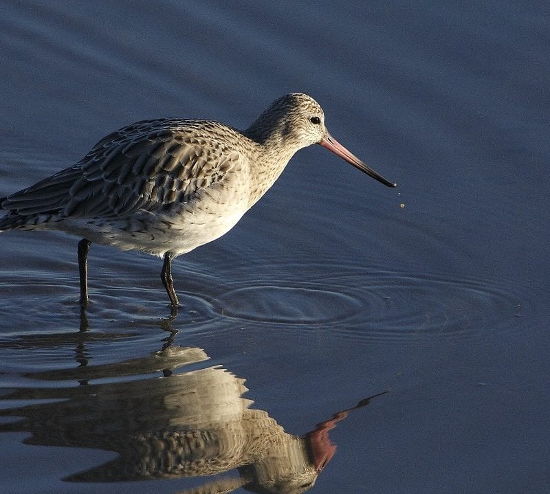 bar-tailed-godwit-wading-through-water