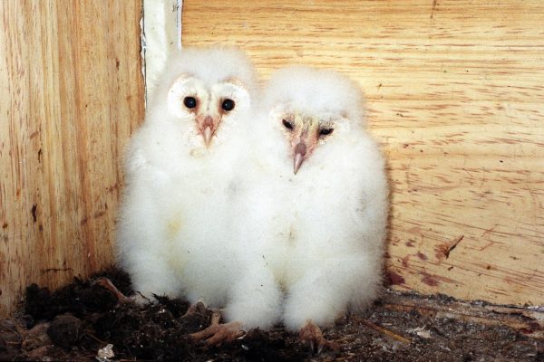 pair-of-barn-owl-chicks-in-nest-box