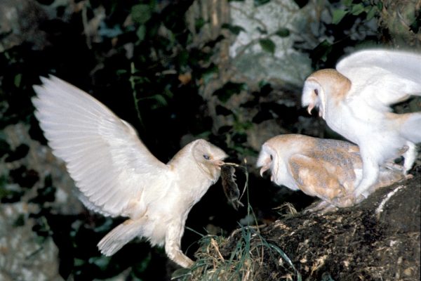 Barn-owl-feeding-well-grown-young