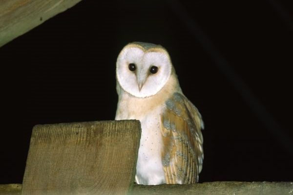 barn-owl-roosting-on-rafter-in-barn