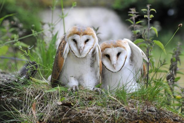 pair-of-barn-owls-on-grassy-tuft