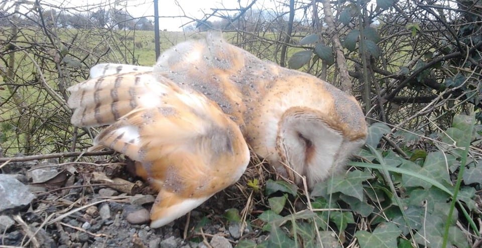 Barn-Owl-road-casualty-Tralee-Bypass-Ed-Carty
