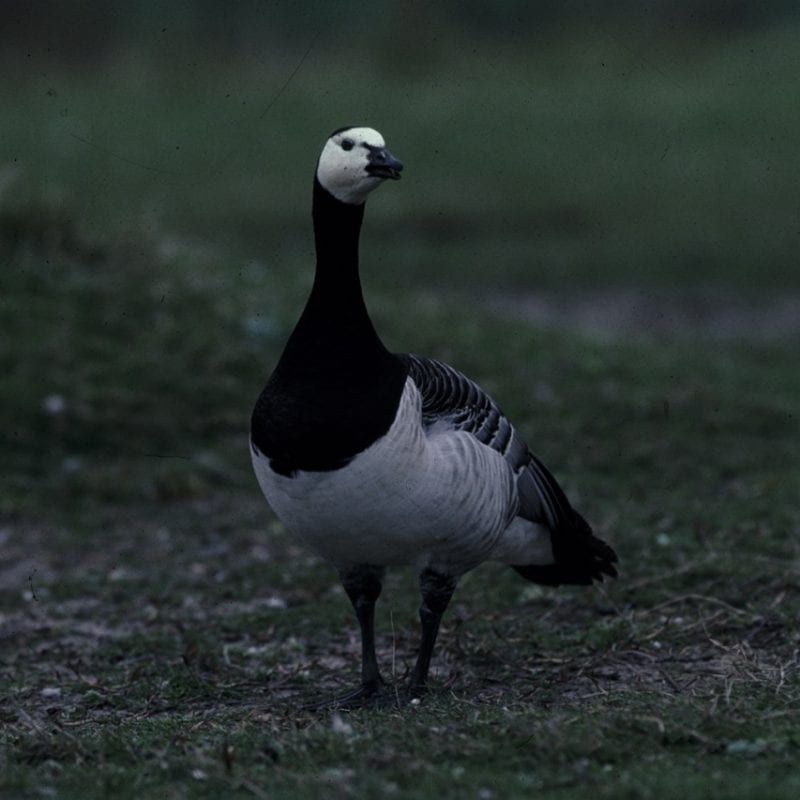 barnacle-goose-standing-on-grass