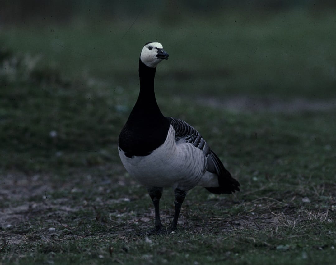 barnacle-goose-standing-on-grass