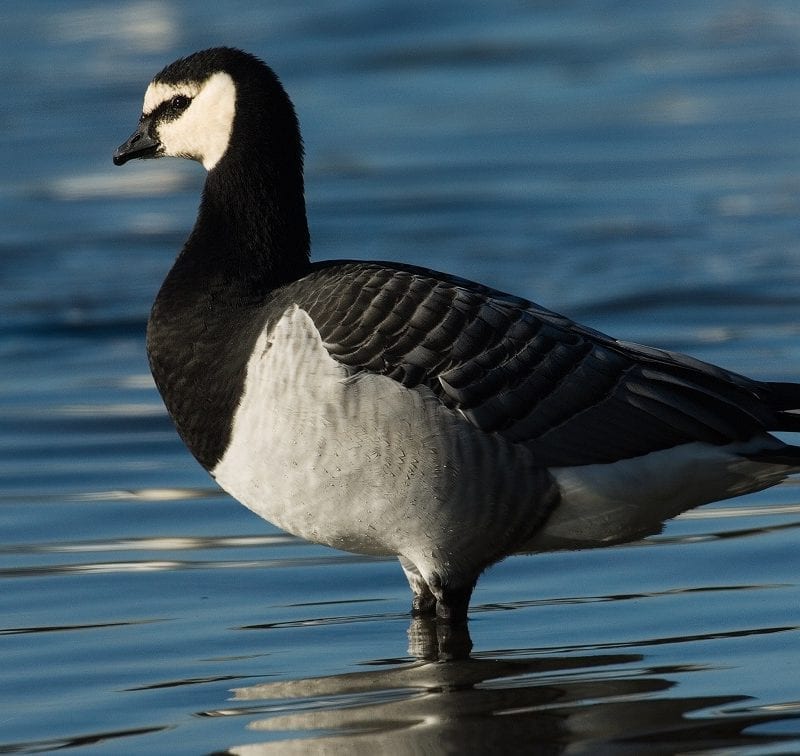 barnacle-goose-standing-in-water