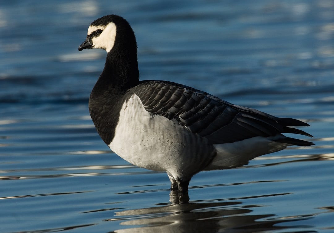 barnacle-goose-standing-in-water