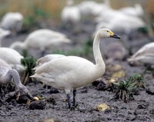 bewick's-swan-standing-on-muddy-shore