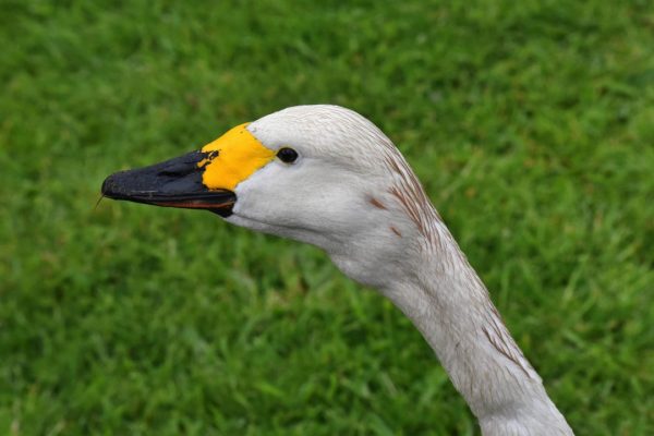 Bewick's Swan (Don Loarie)