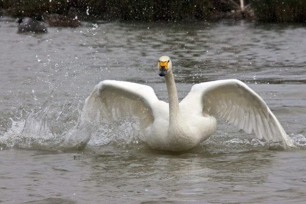 Bewick's Swan (Jason Shallcross)