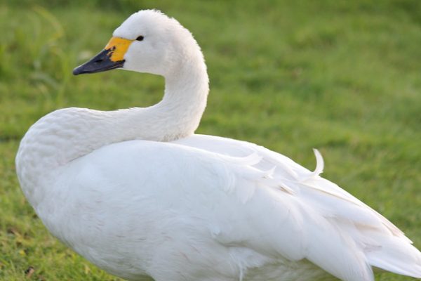 Bewick's Swan (Marianne Bevis)