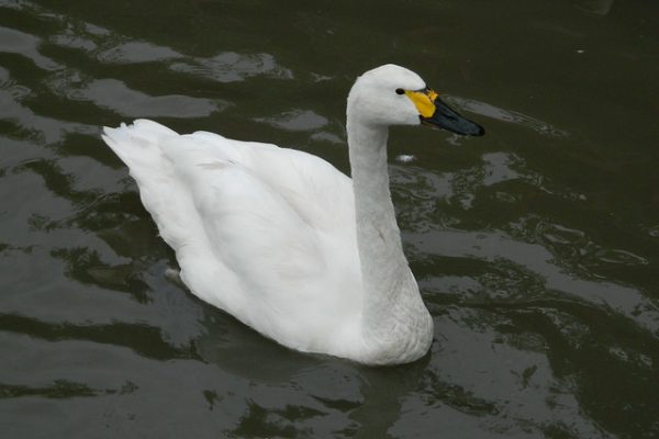 Bewick's Swan (Michael Day)