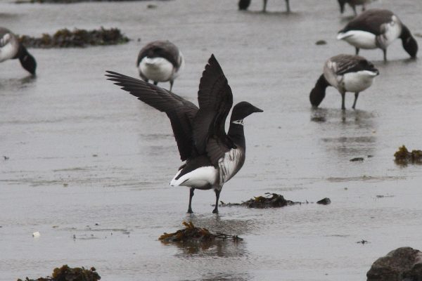 black-brant-goose-on-shore