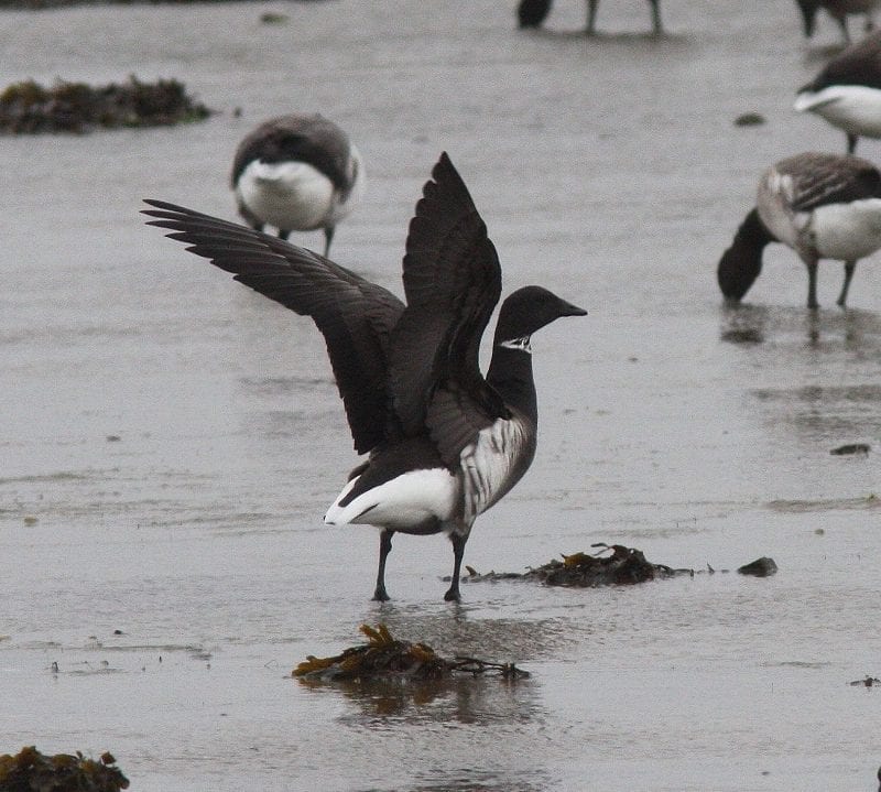 black-brant-goose-on-shore