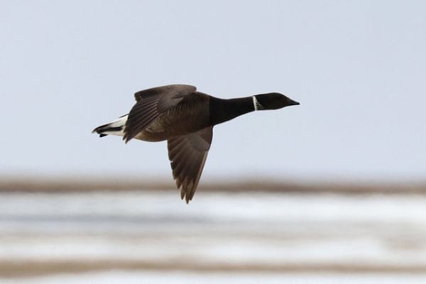 Black Brant 02 (Alaska Region U.S. Fish & Wildlife Service)