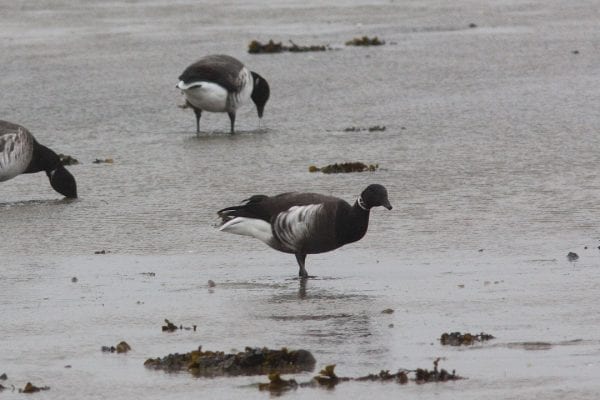 black-brant-goose-foraging-on-shore