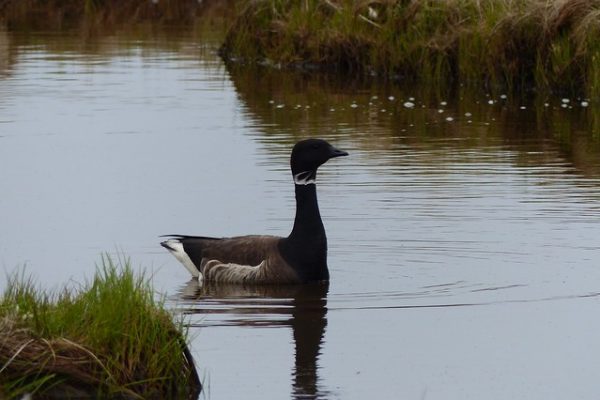 Black Brant (Alaska Region U.S. Fish & Wildlife Service)